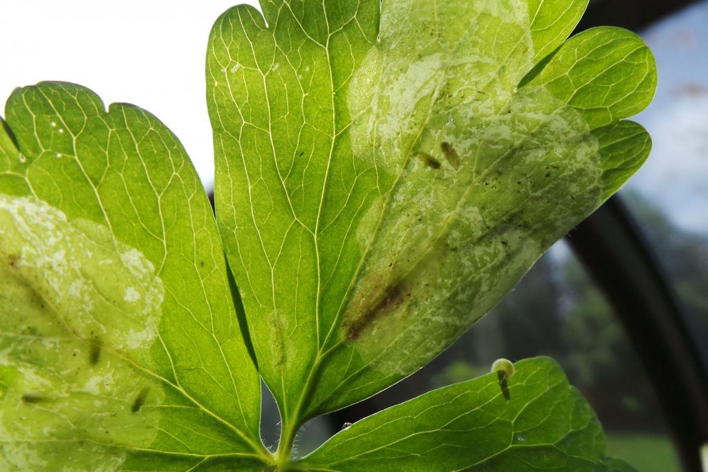 Common Columbine Pests:  Columbine Leafminer and Columbine Sawfly