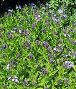 Amsonia ‘Blue Ice’ in bud with flowers just starting to open.