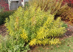 Willowleaf bluestar may turn yellow in fall.