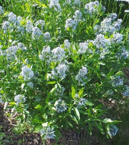 Willowleaf bluestar blooms in mid-spring to early summer.