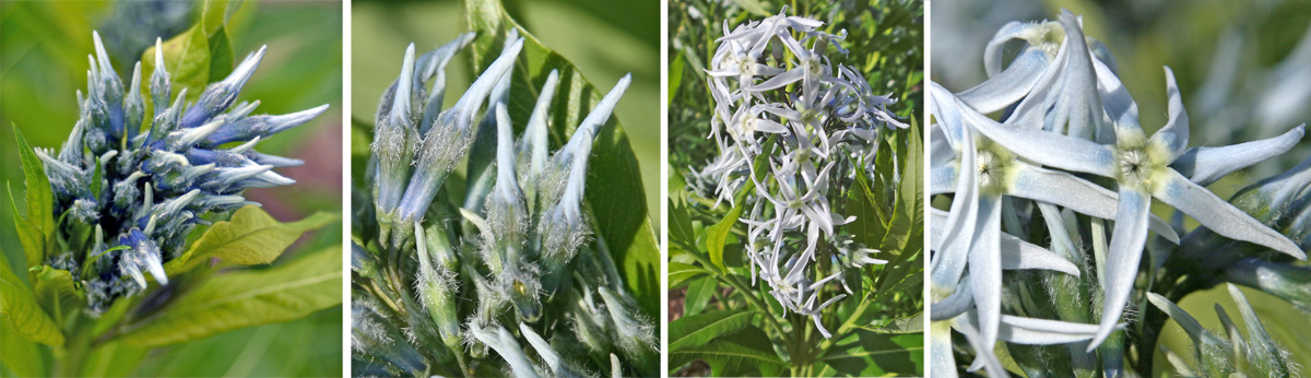 Flowers are produced in terminal clusters (L and RC), opening from hairy buds (LC) to star-shaped flowers (R).