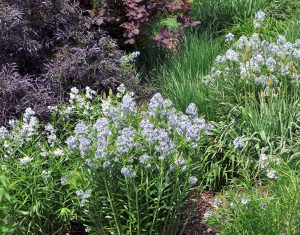 Willowleaf bluestar combines well with other perennials or with shrubs in a mixed border.