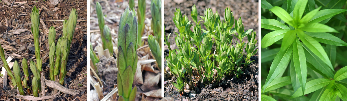 Willowleaf bluestar emerges in spring (L), with stems crowded with leaves (LC) to form a clump (RC). The lance-shaped leaves are long and narrow like a willow leaf (R).