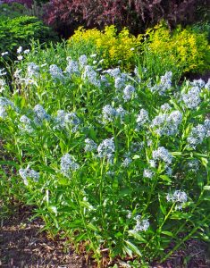 Grow Amsonia tabernaemontana in full sun and avoid over-fertilization to keep the plants from flopping.