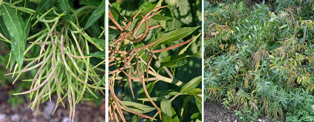 Flowers are followed by clusters of seed pods (L) that eventually split to release the seeds (C). The heavy seed pods cause the plant to flop (R), so are best deadheaded to improve the plants appearance and reduce reseeding.