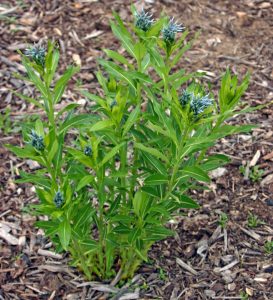 Young seedlings are easy to transplant and will flower in 2-3 years.