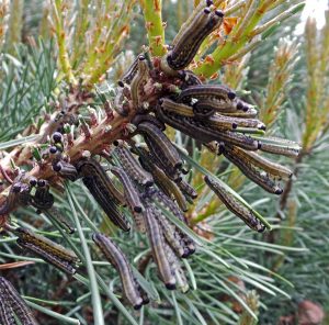 A colony of European pine sawfly.