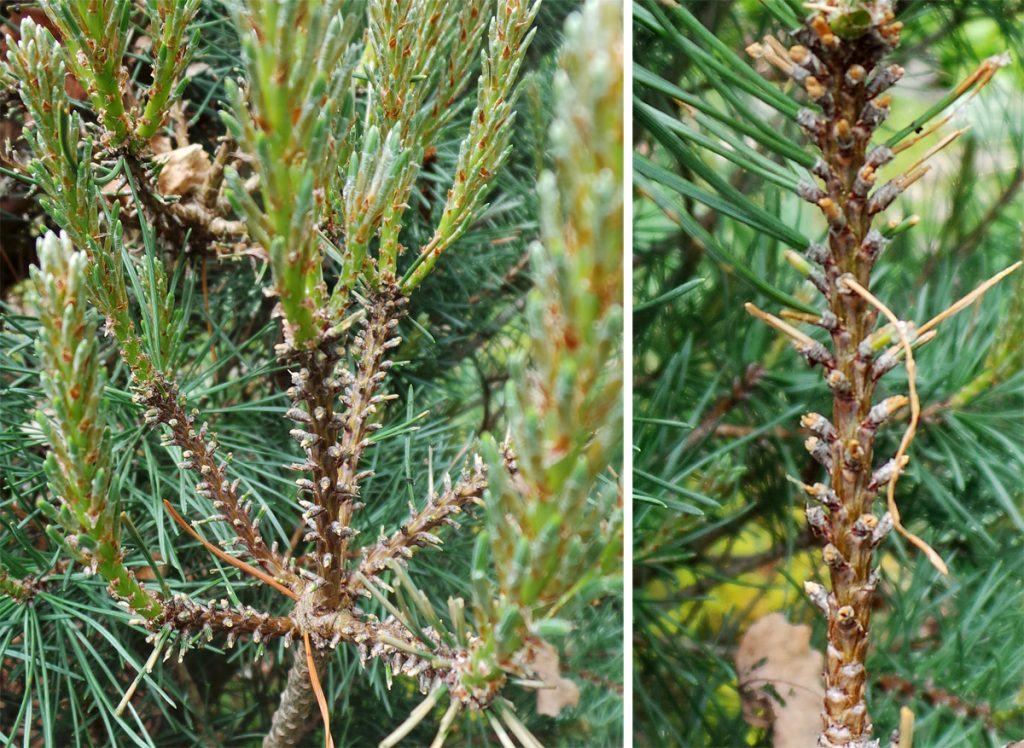 European pine sawfly larvae feed only on the old needles of many types of pines.