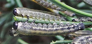 The caterpillar-like larvae have black heads and gray-green bodies.