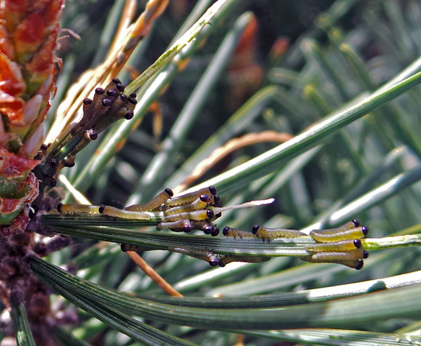 European Pine Sawfly, Neodiprion Sertifer – Wisconsin Horticulture