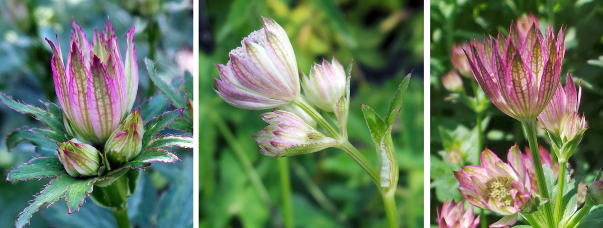 Astrantia blooms in summer with papery, petal-like bracts surrounding the tiny flowers.