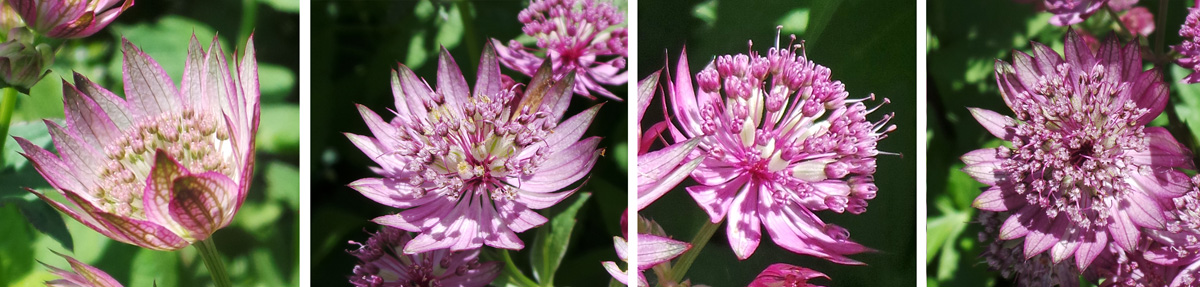 The pink to red or white flowers have 5 petals and long stamens.