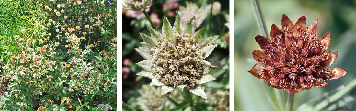 The dried bracts remain attractive after the flowers have finished blooming and can be used in dried arrangements.