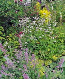 Astrantia grows best in rich soil in part shade.