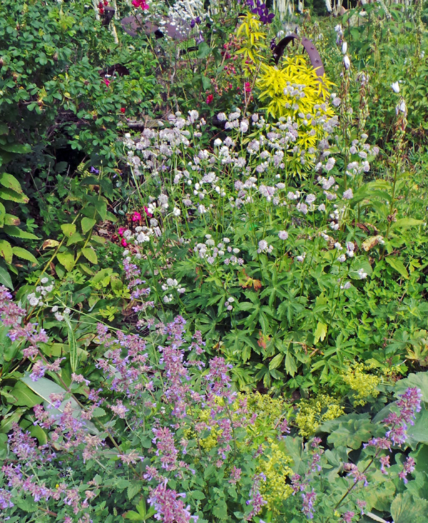 Astrantia, Astrantia major – Wisconsin Horticulture