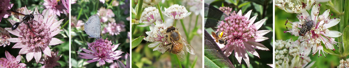 The flowers attract wasps (L), butterflies (LC), honeybees (C), native bees (RC), and flies (R) among others.