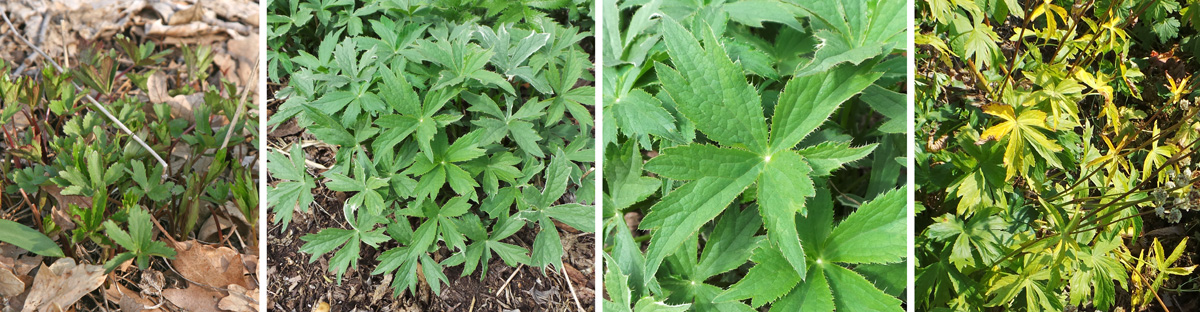 This herbaceous perennial emerges in spring (L) to form a clump (LC) with palmate leaves (RC) that decline by late summer (R).