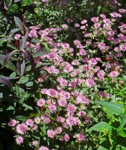 Astrantia major in bloom.