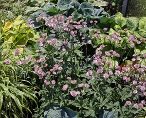 Astrantia with hostas in a shady bed.