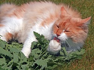 Most cats enjoy rubbing or chewing on the leaves of catnip.