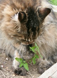You may have to protect small catnip plants from maurauding cats to allow them to grow up.