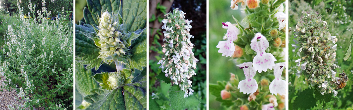 Catnip flowers on tall stems (L) in dense whorls—in bud (LC) and flowering (C), with bilabiate flowers (RC) that are attractive to bees and other pollinators (R).