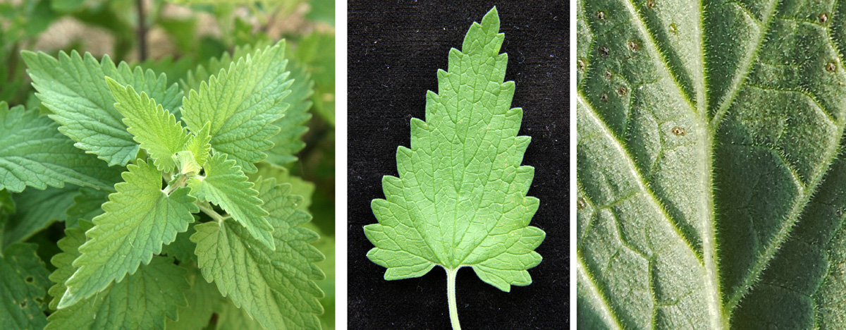 The grey-green leaves are alternate (L), with toothed edges (C) and covered with fine hairs (R).