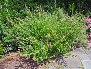 Catnip is a vigorous, but short-lived, herbaceous perennial.