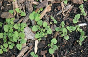 Volunteer catnip seedlings.