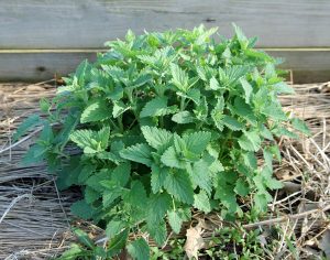 Catnip can be pinched back to promote more compact growth.