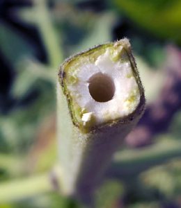 Catnip has square stems characteristic of the mint family.