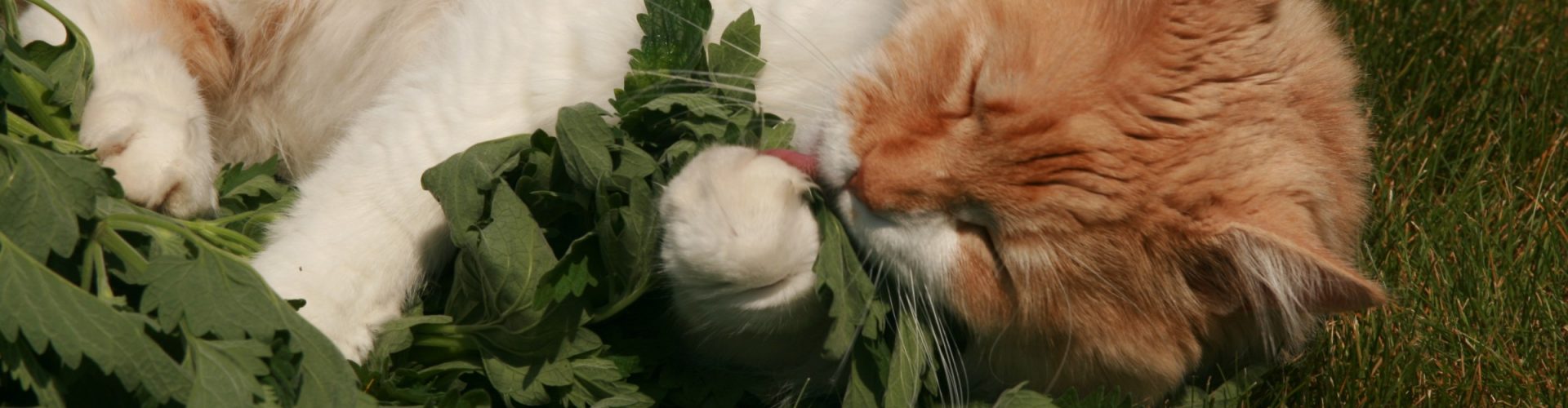 image of cat and plant