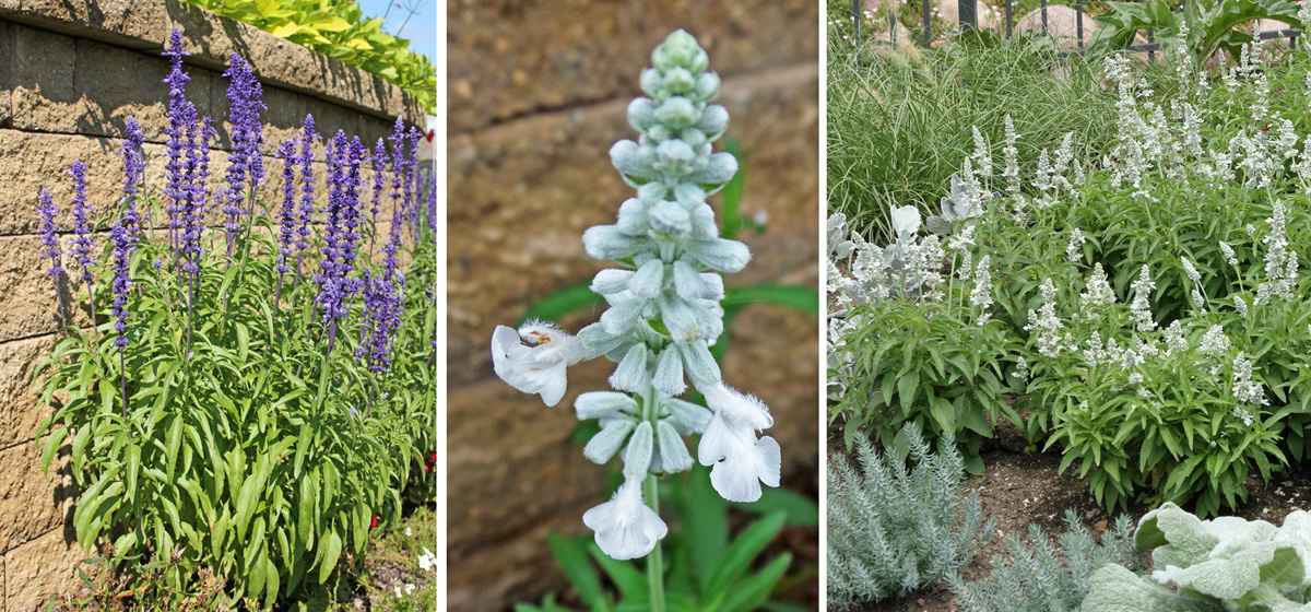 ‘Victoria Blue’ (L) and ‘Victoria White’ flowers (C) and planting (R).