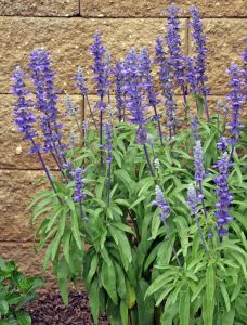 Plants bloom on tall stems.