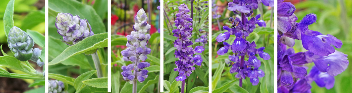 Flowers emerge from compact buds (L) that elongate until the two-lipped flowers (R) emerge.