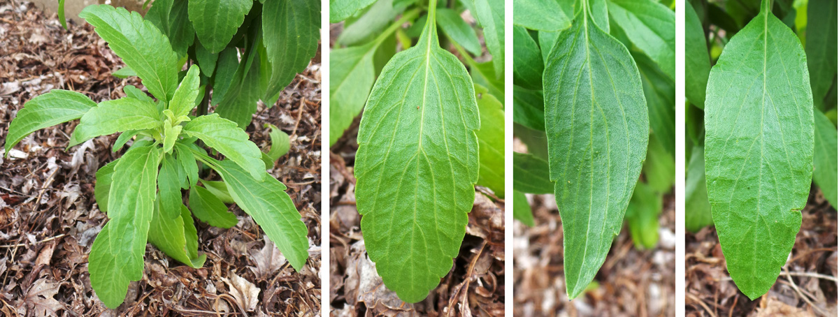 The glossy leaves grow in clusters (L); leaf margins vary from serrate (LC), to partially toothed (RC), to entire (R).
