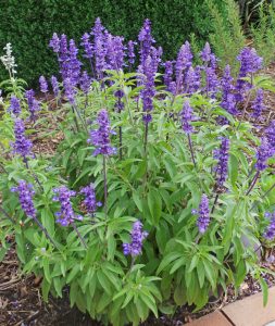 Mealycup sage is a perennial grown as an annual in the Midwest.