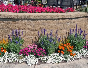 Use mealycup sage for vertical interest in annual plantings.