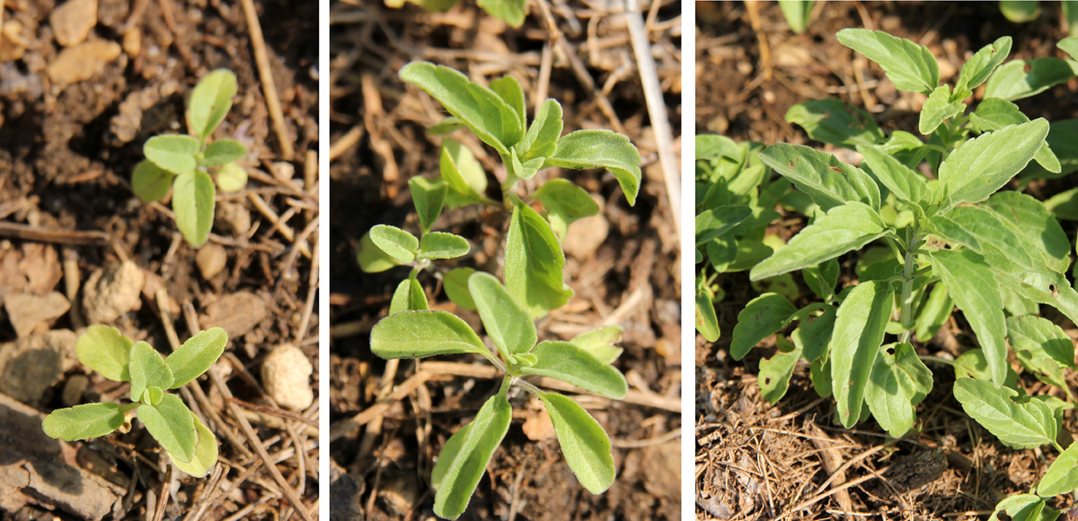 Self-seeded Salvia farinacea in spring.