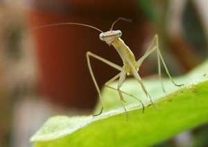 A recently hatched mantid.