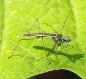 Mantids begin eating whatever they can catch as soon as they hatch; this one is feeding on an aphid.