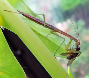 A mantid devours a fly.