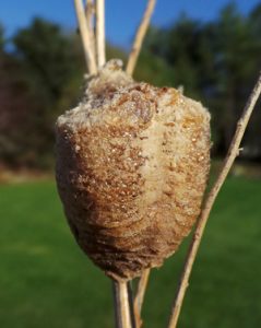 Female mantids lay eggs in a frothy material that hardens into a styrofoam-like case.