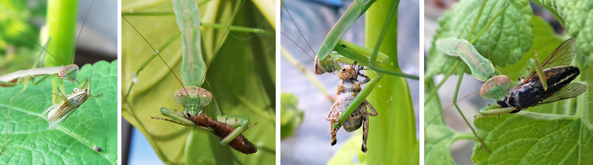 Mantids eating (L-R) a leafhopper, caterpillar, grasshopper and horse fly.