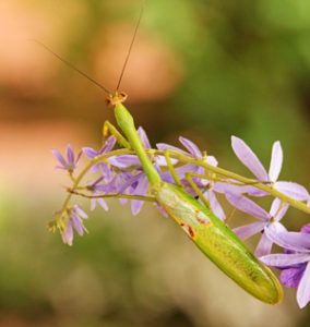 All mantids are predators.