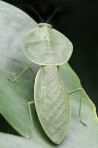 Looking like a leaf, the hooded mantid, Choeradodis rhombifolia, is common from Mexico to Peru.