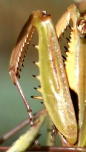 All members of the Mantodea have the characteristic raptorial front legs.