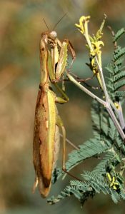 A mantid poised to capture prey.