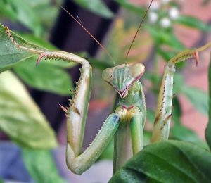 Mantids are ambush predators.