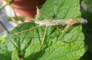 A mantid sheds its skin as it grows.